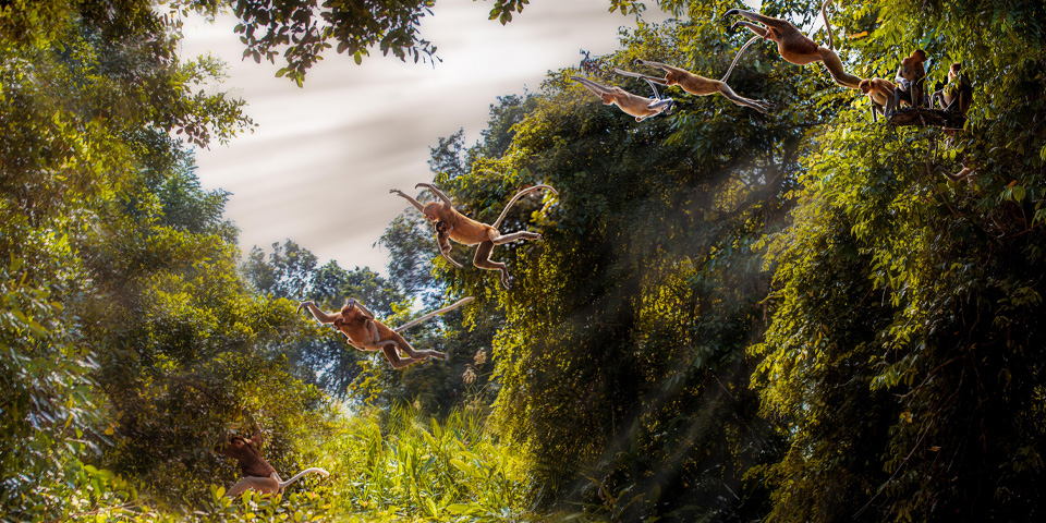 Family of Proboscis Monkeys crossing the Kinabatangan river