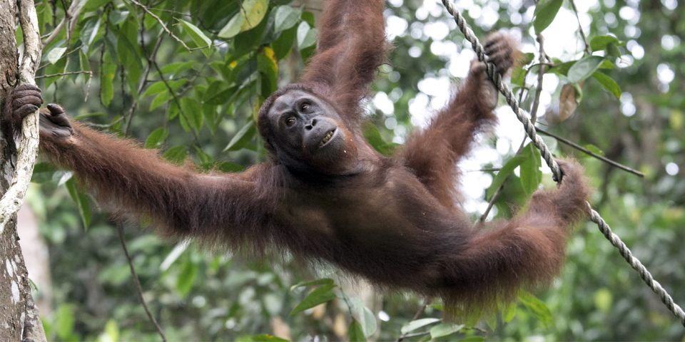Orangután Borneo